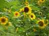  tournesols